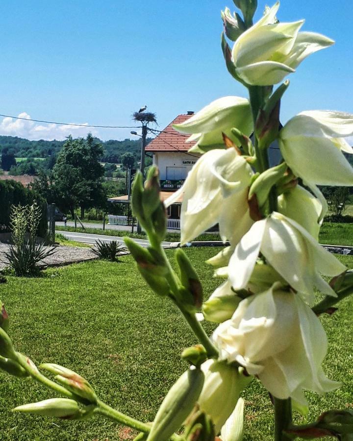Apartman Lena Tusilovic Buitenkant foto